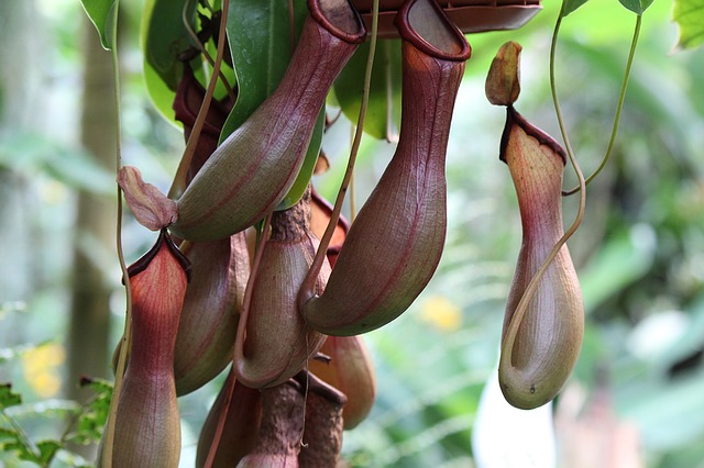 exotická mucholapka